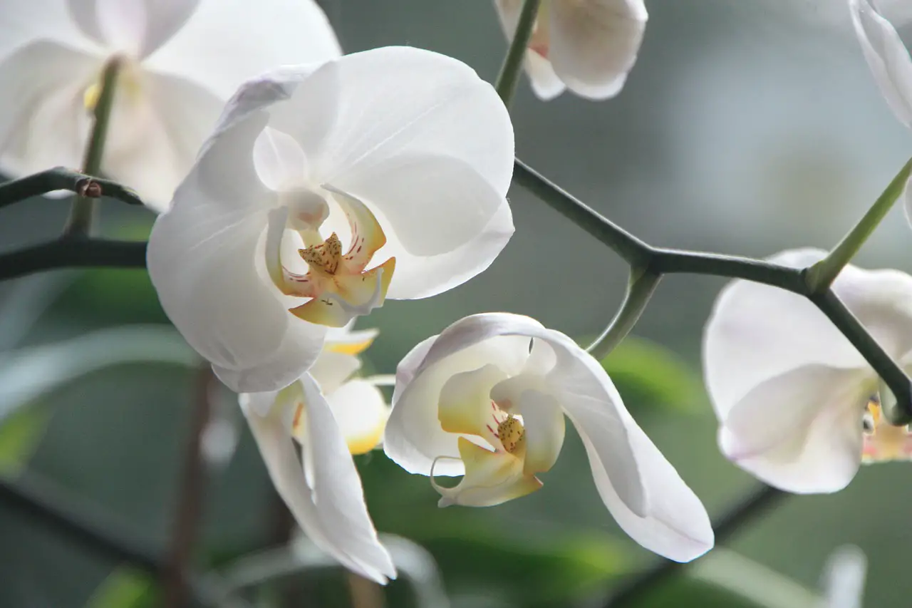 Orchideenhochzeit