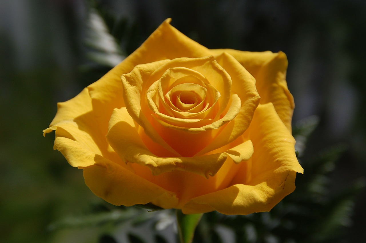 slider gelbe rose